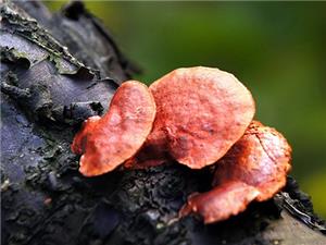 【源宇生物科技】為什么破壁靈芝孢子粉小孩不能吃？